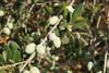 OLIWA TERRA CRETA 